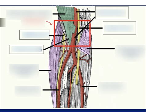 Diagram Of Cubital Fossa Elbow Area Quizlet