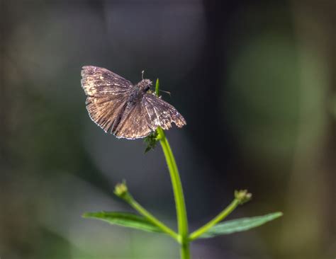 Funereal Duskywing From Shadow Creek Ranch Pearland TX USA On April