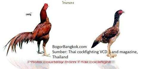 Gambar ayam ayam jago bangkok dan ayam betina terbaik di thailand ...