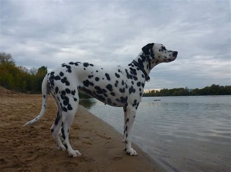 Dalmatian Lika