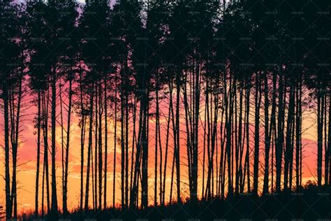 Sunset In A Pine Tree Forest - Stock Photos | Motion Array