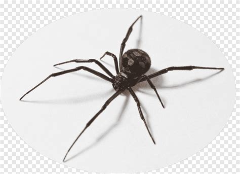 Spider Latrodectus Tredecimguttatus Southern Black Widow Dinosaur