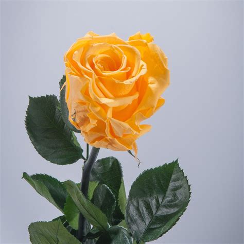 Yellow Premium Magic Rose – Magic Flower Company