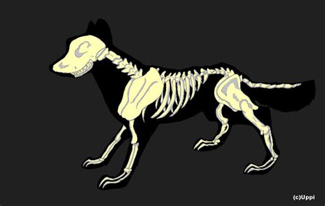 Wolf Skeletal Structure By Uppi23 On Deviantart