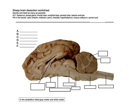 Sheep Brain Anatomy Diagram Quizlet