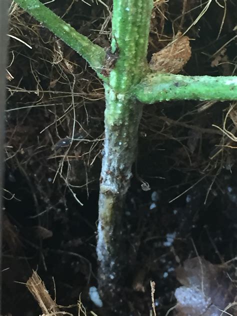 Seedlings dying over and over again. - GrowWeedEasy.com Cannabis