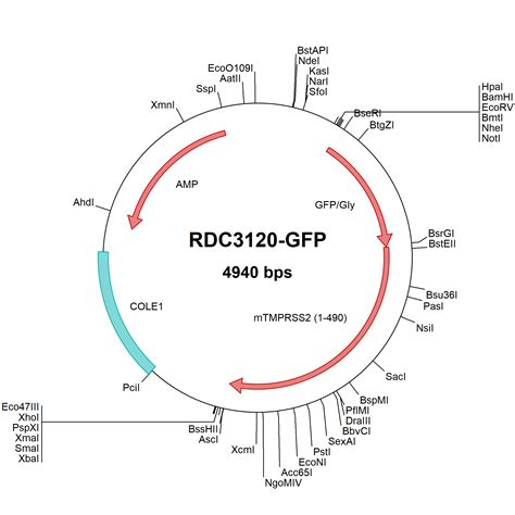 Human BMP 8b NP 001711 2 VersaClone CDNA RDC3428 R D Systems