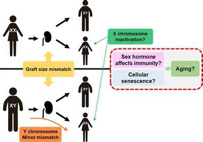 Frontiers Sex Difference And Immunosenescence Affect Transplantation