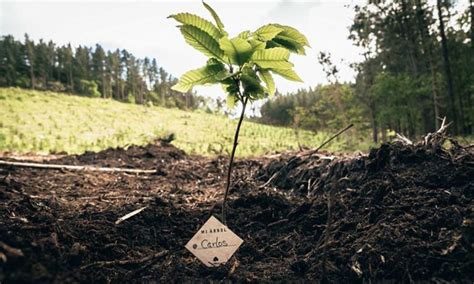 ¿en Qué Consiste La ReforestaciÓn Y Por Qué Es Tan Importante