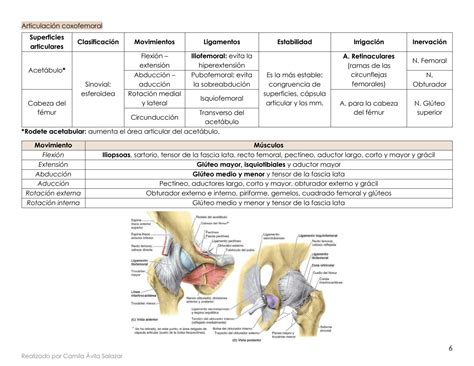 SOLUTION Articulaciones Miembro Inferior Studypool