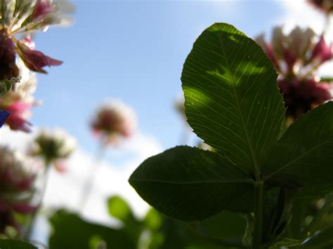 Kostenlose foto Baum Natur Ast blühen Sonnenlicht Blatt Blume