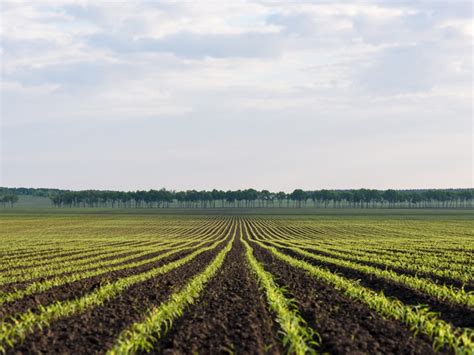 Cómo mejorar la calidad del suelo agrícola Larrosa Arnal