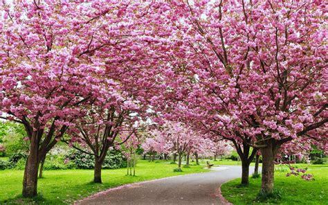 Cereza Propiedades Y Beneficios De Las Cerezas Cultivo Del Cerezo