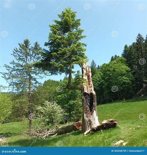 Lightning On The Tree Stock Image CartoonDealer 208823263