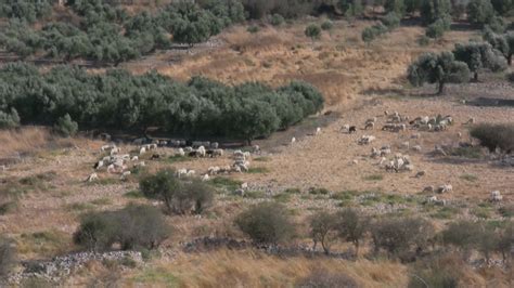 Sheep eating grass 1278506 Stock Video at Vecteezy