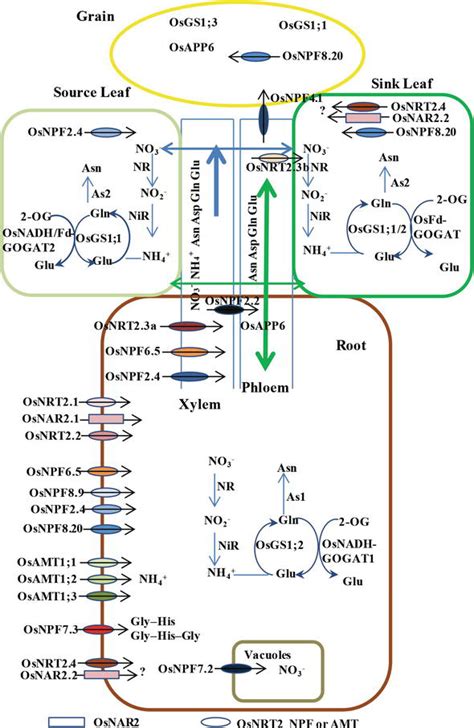 Nitrogen Use Efficiency In Rice Intechopen