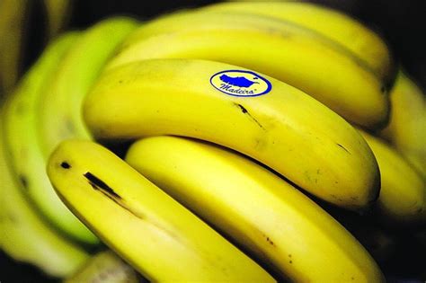 Produtores De Banana Da Madeira Mais Rendimento Agrotec Pt