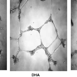 In Vitro Angiogenesis By Htr Svneo Cells After Incubation With