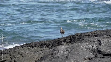 A Whimbrel Numenius Phaeopus A Wading Bird With Long Curved Beak