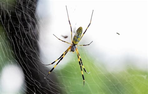 Giant ‘flying Joro Spiders Creeping Closer To Nj With 6 Spotted