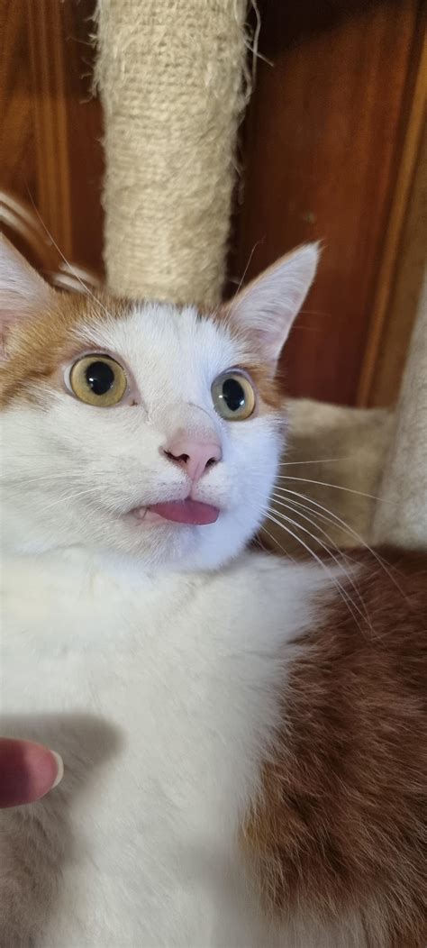 Whats There Blep Rblep