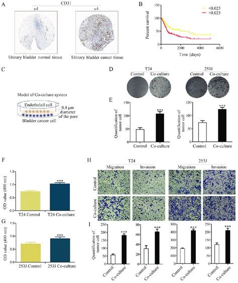 Cd31 As A Marker Of Ec Expression Is An Independent Risk Factor For Download Scientific Diagram