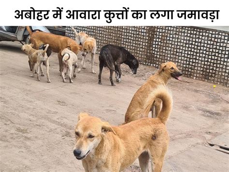 Fazilka News Abohar Crime News Stray Dogs Attack Minor Girl And Old