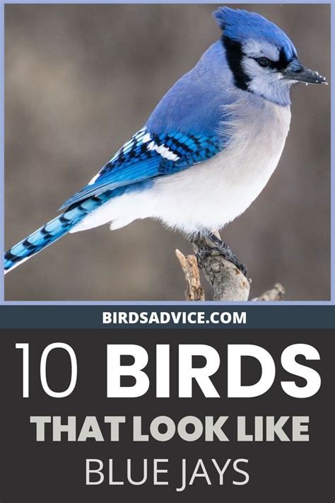 Birds That Look Like Blue Jays