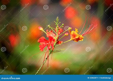 Gulmohar flower stock image. Image of tree, delicate - 22862871