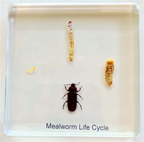 Life Cycle of the Mealworm — Wild West Reptile Ranch