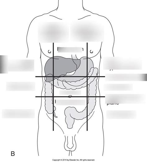 9 Regions Of The Abdomen Diagram Quizlet