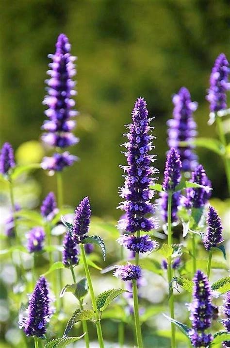 15 Underused Perennials That Will Bring Unexpected Beauty To Your