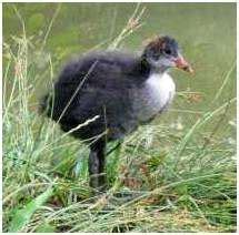 Foulque Macroule Elever Les Jeunes Oiseaux L Aide Aux Oiseaux Sauvages