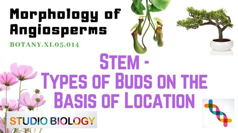 Botanyxi05014 Morphology Of Angiosperms Stem Types Of Buds On