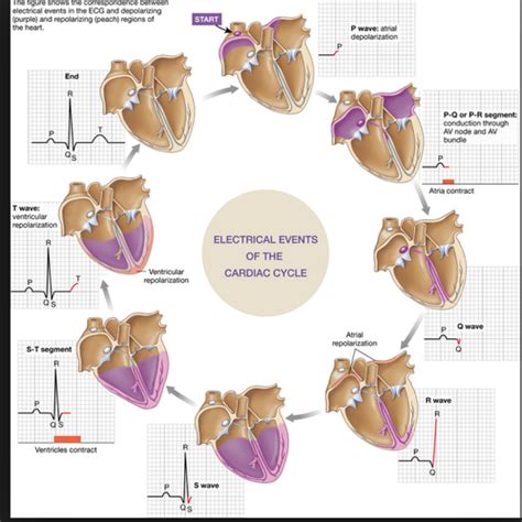 Ekg Waves Segments Cardiac Events Flashcards Quizlet