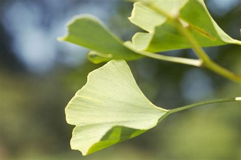 Народная медицина в качественных фотографиях. Часть 2