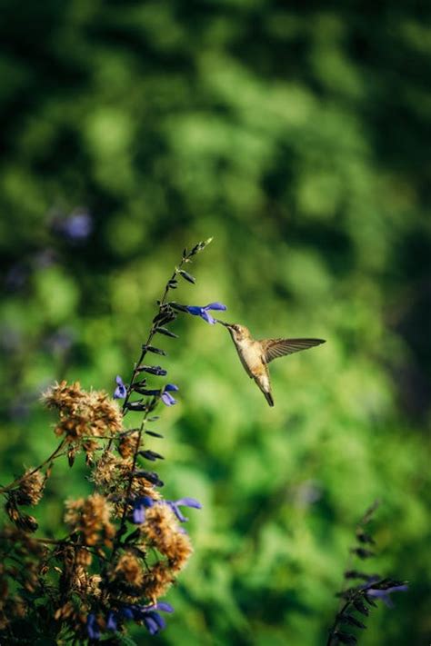 A hummingbird is hovering over a flower · Free Stock Photo