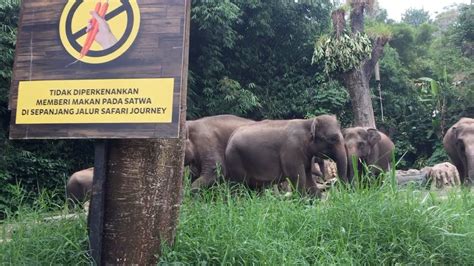 Taman Safari Cisarua Bogor Dan Istana Panda New Normal Youtube