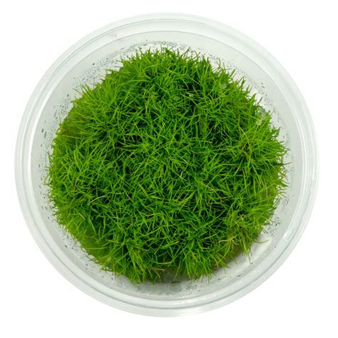 Eleocharis sp Mini Ponikło rośliny in vitro do akwarium Kubek 10cm