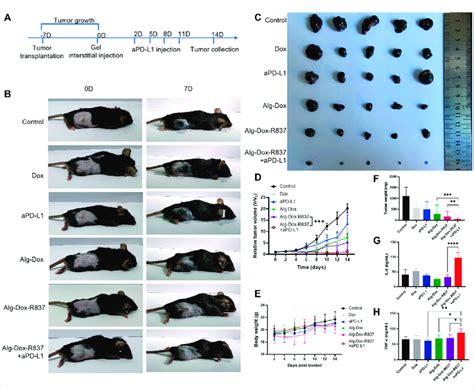 In Vivo Antitumor Efficacy A Dosing Schedule Of Interstitum Based