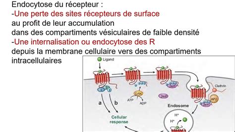 R Gulation Des R Cepteurs Coupl S Aux Prot Ines G Youtube