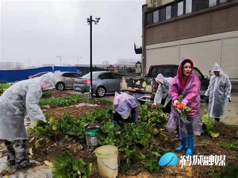 红星街道幸福湾社区开展“铲菜还绿”活动乡镇街道鹤城区新闻网