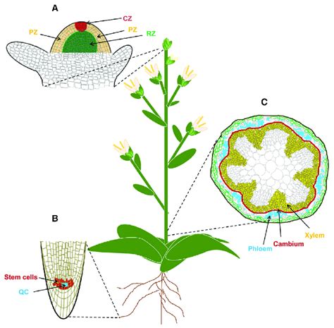 Stem Cells In Plants Figure In A Schematic Of A