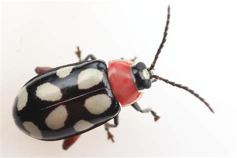 Eight Spotted Flea Beetle Omophoita Cyanipennis Bugguide Net