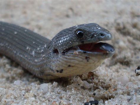 Legless Lizard Four New Species Discovered At Lax Inquisitr