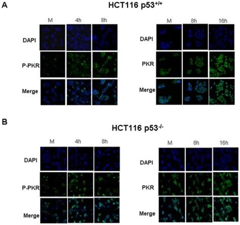 (A) HCT116 p53+/+ cells and (B) HCT116 p53−/− cells were mock treated ... 