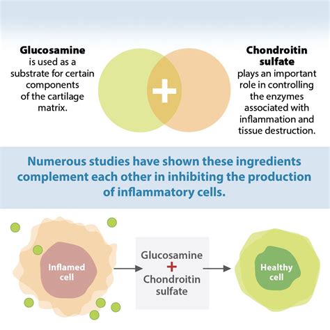 Glucosamine And Chondroitin Work Together Chondroitin Glucosamine