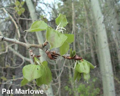 Aspen Poplar