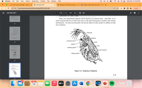 BIOL 1021 Lab Final Flashcards | Quizlet 