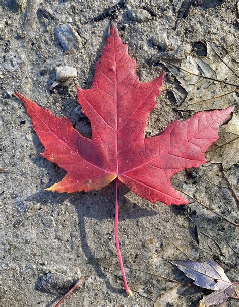 Red Maple Leaf Free Photo On Pixabay Pixabay